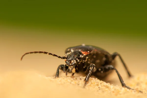 Carabus arcensis — Fotografia de Stock