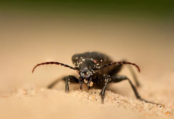 Carabus arcensis — Zdjęcie stockowe