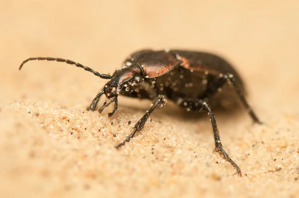 Carabus arcensis — Foto de Stock