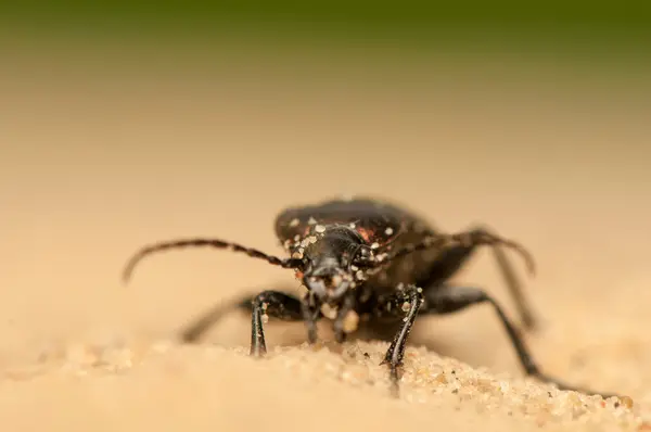 Carabus arcensis — Zdjęcie stockowe