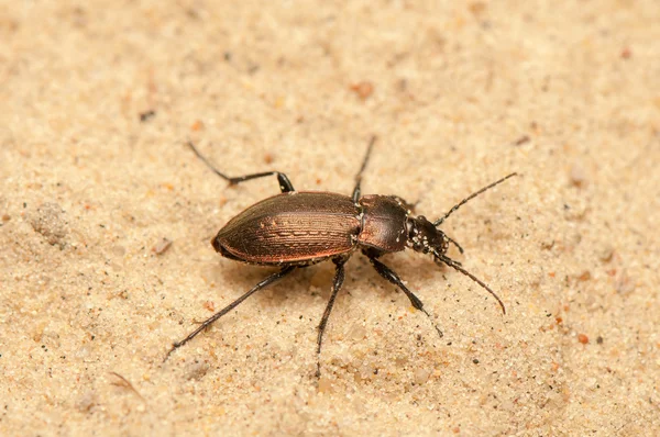 Carabus arcensis —  Fotos de Stock