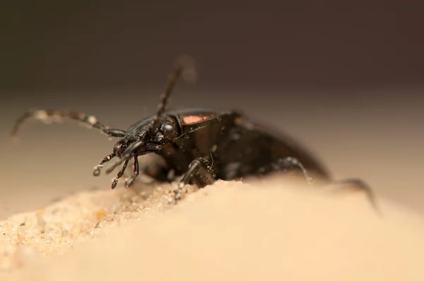 Carabus arcensis —  Fotos de Stock