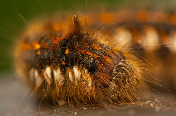 Euthrix potatoria — Stockfoto