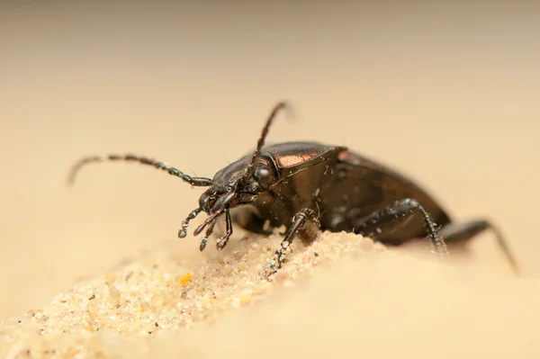 Carabus arcensis — Zdjęcie stockowe