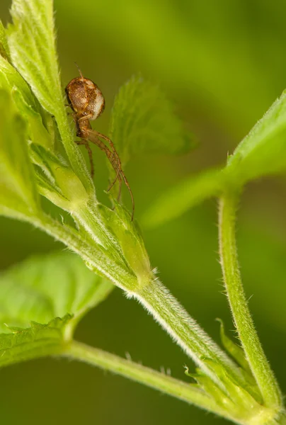 Metellina segmentata — Stockfoto