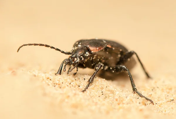 Carabus arcensis — Fotografia de Stock