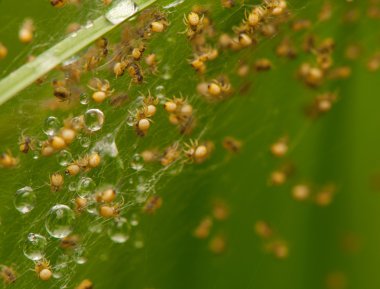 küçük örümcekler