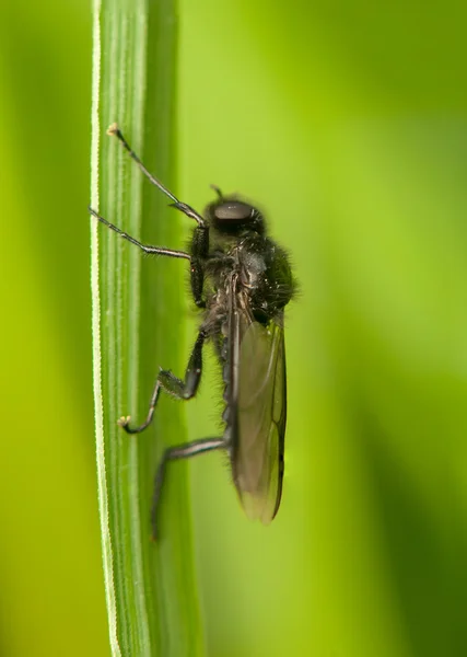 Bibio - inseto preto — Fotografia de Stock