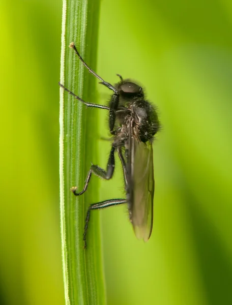 Bibio - insecto negro — Foto de Stock