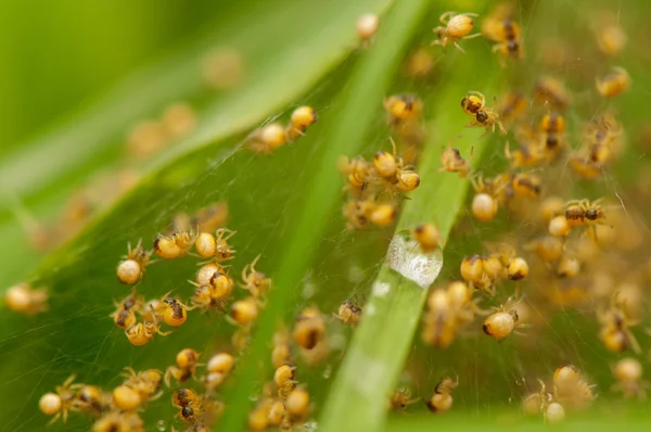 Маленькие пауки — стоковое фото