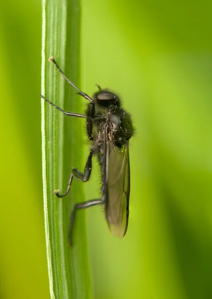 Bibio - insecto negro — Foto de Stock