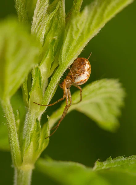 Metellina segmentata — Stockfoto