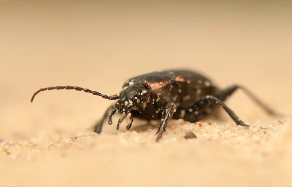 Carabus arcensis — Zdjęcie stockowe