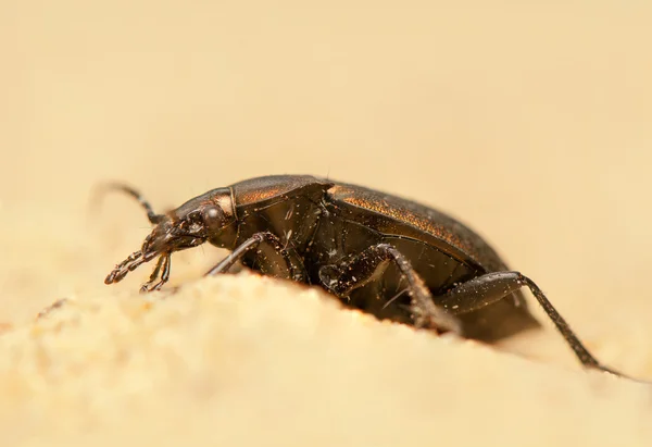 Carabus arcensis — Zdjęcie stockowe