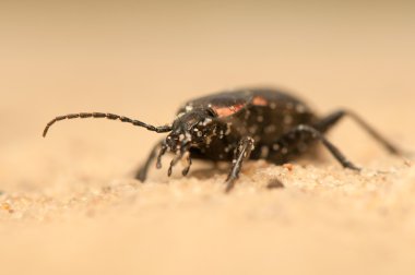 Carabus arcensis