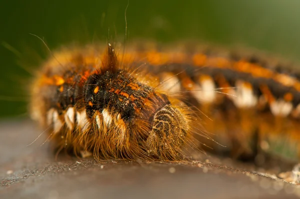 Euthrix potatoria — 图库照片