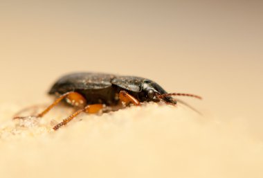 anisodactylus binotatus