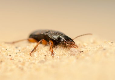 anisodactylus binotatus