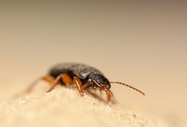 anisodactylus binotatus