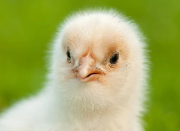 Chicken — Stock Photo, Image