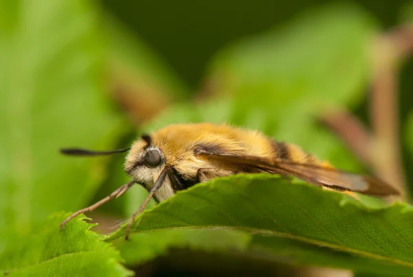 Tityus hemaris — Fotografia de Stock