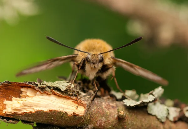 Hemaris Tityus — Φωτογραφία Αρχείου