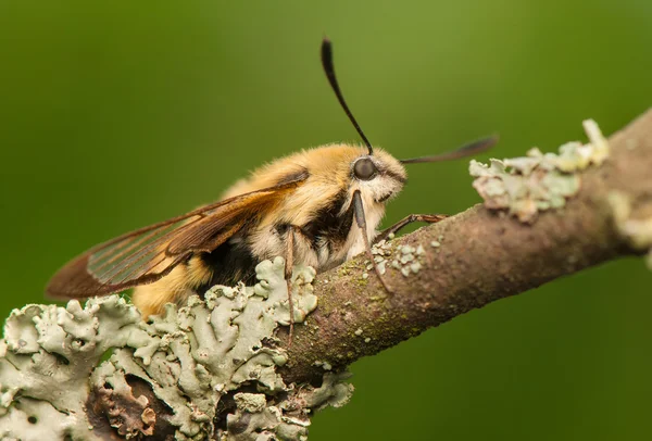 Hemaris Tityus — 图库照片