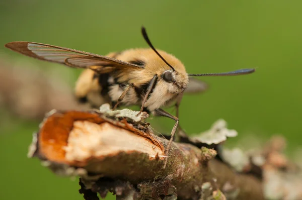 Tityus hemaris — Fotografia de Stock