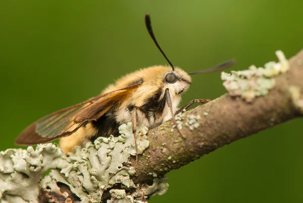 Hemaris Tityus — 图库照片