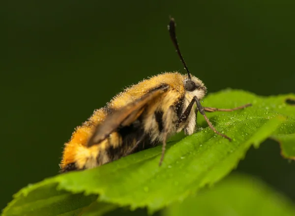 Hemaris Tityus — 图库照片