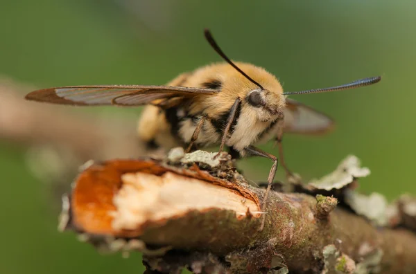 Gemeiner Titanwurz — Stockfoto