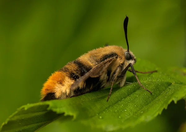 Hommelvlinder — Stockfoto