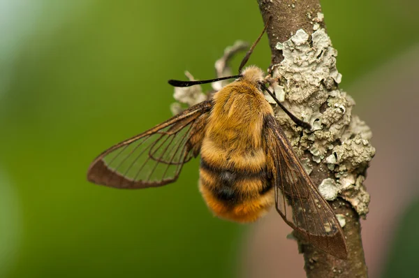 Hemaris Tityus — 图库照片