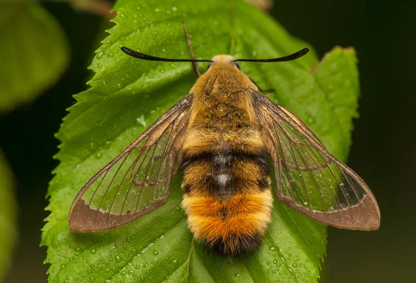 Hemaris Tityus — Stock Photo, Image