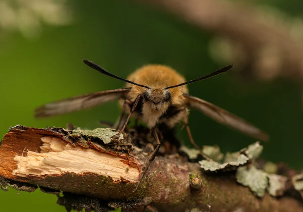 Hemaris Tityus — Stock Photo, Image