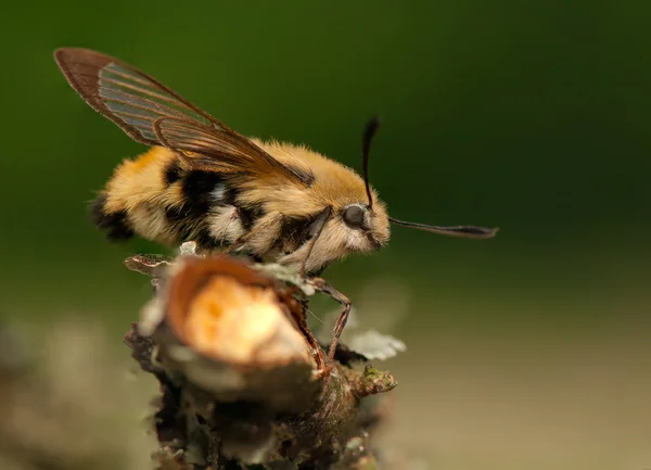 Hemaris Tityus — Photo