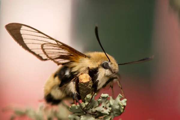 Hemaris Tityus — Stok fotoğraf