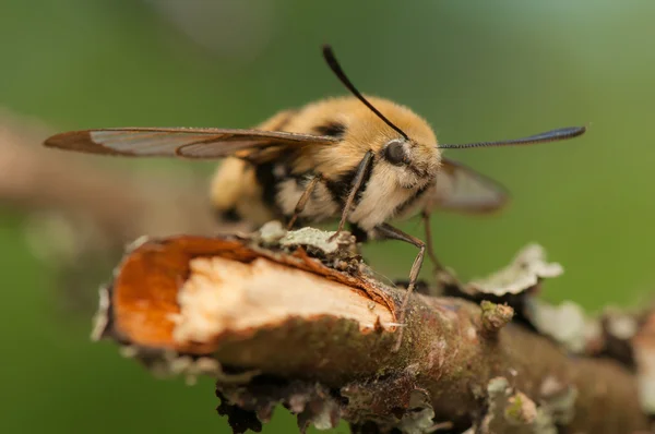 Hemaris Tityus — 图库照片