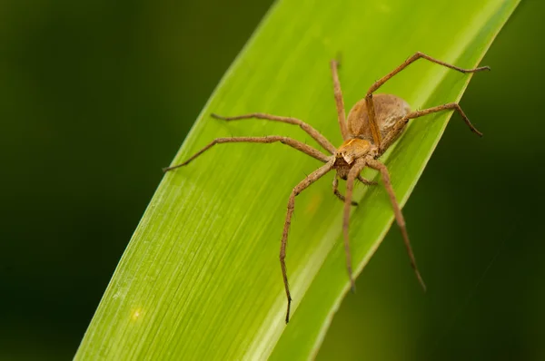 Pisaura mirabilis — Stok fotoğraf