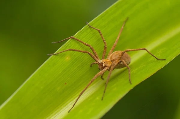 Pisaura mirahs — стоковое фото