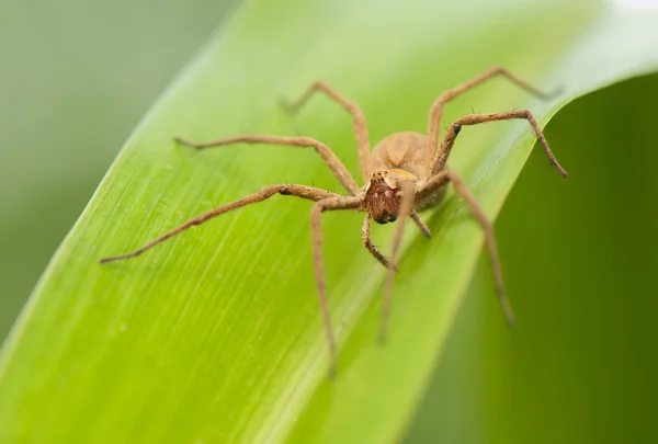 Pisaura mirabilis — Stockfoto