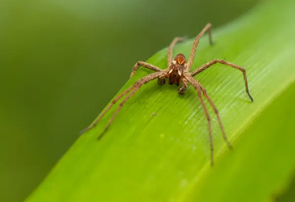 Pisaura mirabilis — Foto de Stock