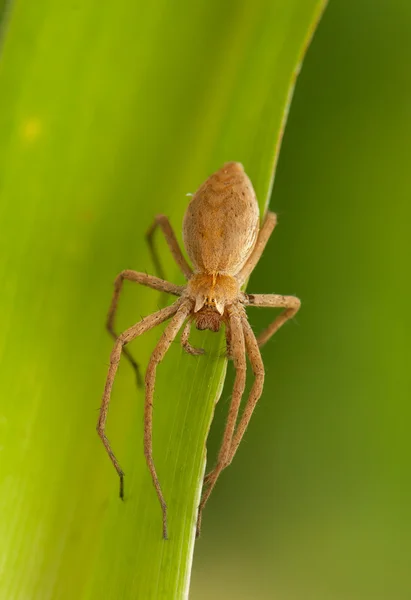 Pisaura mirabilis — Stock Photo, Image