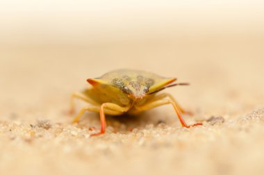 Carpocoris fuscispinus