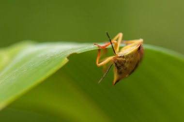 Carpocoris fuscispinus
