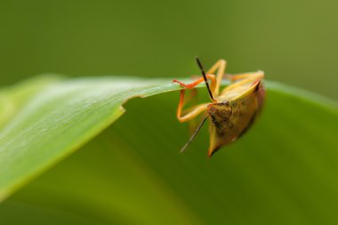 Carpocoris fuscispinus