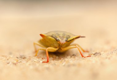 Carpocoris fuscispinus
