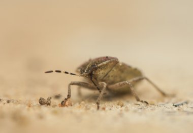 Dolycoris baccarum