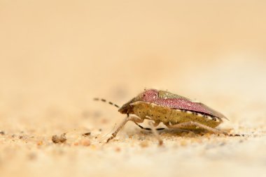 Dolycoris baccarum