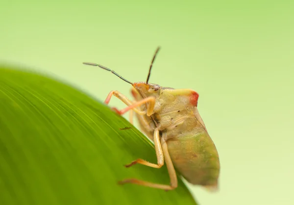 Carpocoris fuscispinus — Stock Photo, Image